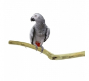 Back Zoo Nature Teak Perch Long ca. 100 x 3-5 cm